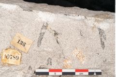 Foto (Detailansicht) von Sohizopteris lactuca Sternbg. (NHMW-GEO-2024-0188-10789)